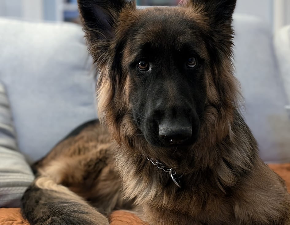 PXL_20250321_011327887.PORTRAIT-1